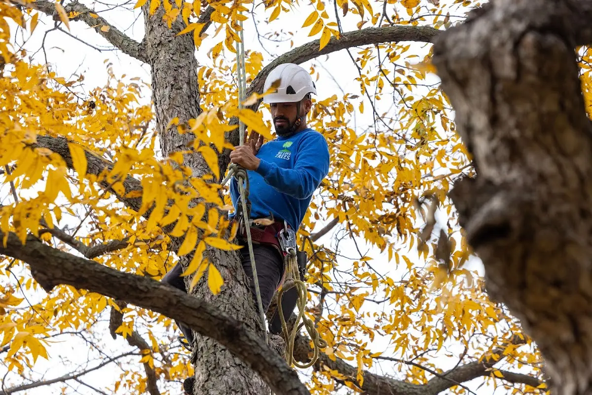 Skilled Tree Transplanting crew working in Highland